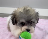 Havachon Puppies For Sale Seaside Pups